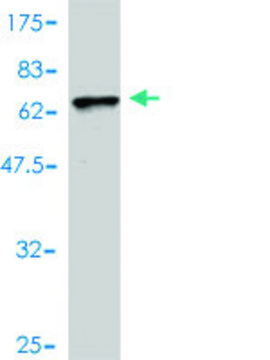 Monoclonal Anti-TNNT2, (N-terminal) antibody produced in mouse clone 3H4-F7, purified immunoglobulin, buffered aqueous solution