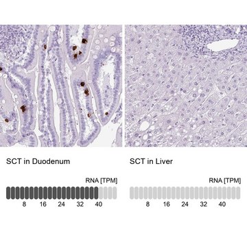 Anti-SCT antibody produced in rabbit Prestige Antibodies&#174; Powered by Atlas Antibodies, affinity isolated antibody, buffered aqueous glycerol solution