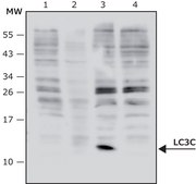 Anti-LC3C antibody, Mouse monoclonal clone LC3C-37, purified from hybridoma cell culture, affinity isolated antibody