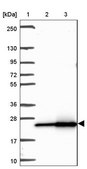 Anti-RPL18A antibody produced in rabbit Prestige Antibodies® Powered by Atlas Antibodies, affinity isolated antibody, buffered aqueous glycerol solution