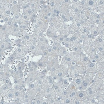 Monoclonal Anti-THY1 antibody produced in mouse Prestige Antibodies&#174; Powered by Atlas Antibodies, clone CL1040, purified immunoglobulin, buffered aqueous glycerol solution