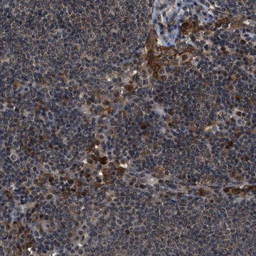 Anti-SLC15A4 antibody produced in rabbit Prestige Antibodies&#174; Powered by Atlas Antibodies, affinity isolated antibody, buffered aqueous glycerol solution