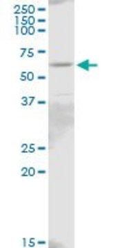 Anti-IL18R1 antibody produced in mouse purified immunoglobulin, buffered aqueous solution