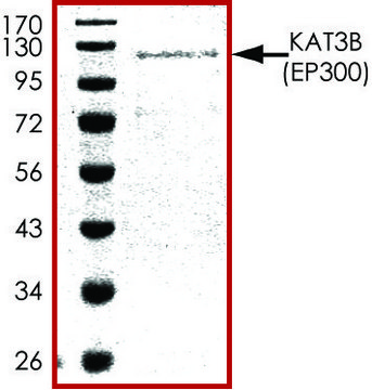 KAT3B (532-1153), GST tagged human recombinant, expressed in baculovirus infected Sf9 cells, &#8805;70% (SDS-PAGE), buffered aqueous glycerol solution