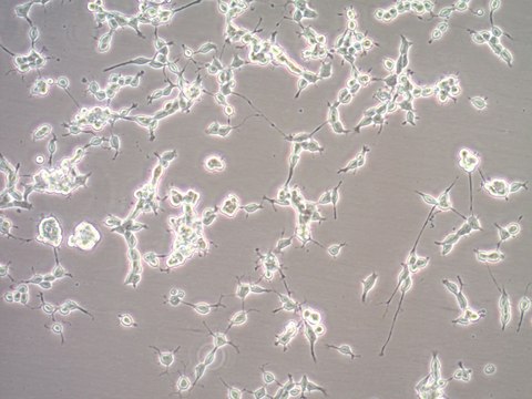 Oli-neu Mouse Oligodendroglial Precursor Cell Line