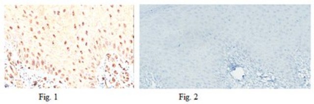 Anti-MiTF Antibody, clone 3D1.2 clone 3D1.2, from mouse