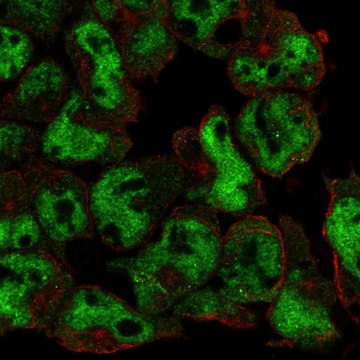 Anti-Ubash3A Antibody Produced In Rabbit Prestige Antibodies&#174; Powered by Atlas Antibodies, affinity isolated antibody, buffered aqueous glycerol solution