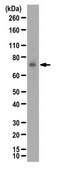 Anti-Amyloid-like protein 1 Antibody from rabbit, purified by affinity chromatography