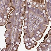 Anti-GNG12 antibody produced in rabbit Prestige Antibodies® Powered by Atlas Antibodies, affinity isolated antibody, buffered aqueous glycerol solution