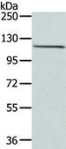 Anti-WDR36 affinity isolated antibody