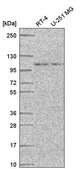 Anti-STRIP1 antibody produced in rabbit Prestige Antibodies® Powered by Atlas Antibodies, affinity isolated antibody