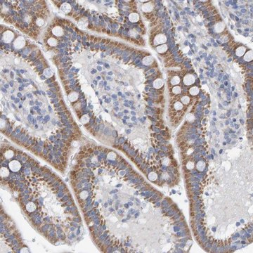 Anti-ZC3H3 antibody produced in rabbit Prestige Antibodies&#174; Powered by Atlas Antibodies, affinity isolated antibody, buffered aqueous glycerol solution