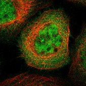 Anti-SH3GLB2 antibody produced in rabbit Prestige Antibodies® Powered by Atlas Antibodies, affinity isolated antibody, buffered aqueous glycerol solution, Ab1