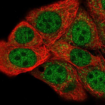 Anti-HIF1AN antibody produced in rabbit Prestige Antibodies&#174; Powered by Atlas Antibodies, affinity isolated antibody