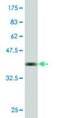 Monoclonal Anti-CPA2 antibody produced in mouse clone 2E11, purified immunoglobulin, buffered aqueous solution