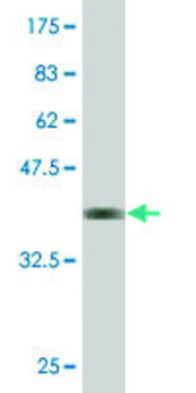 Monoclonal Anti-CPA2 antibody produced in mouse clone 2E11, purified immunoglobulin, buffered aqueous solution