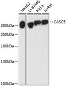 Anti-CASC5 antibody produced in rabbit