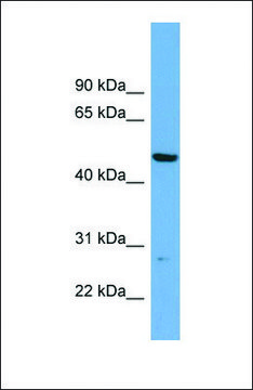 Anti-PNMAL1 antibody produced in rabbit affinity isolated antibody