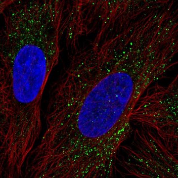 Anti-ZDHHC17 antibody produced in rabbit Prestige Antibodies&#174; Powered by Atlas Antibodies, affinity isolated antibody