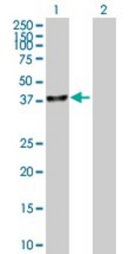 Anti-UBLCP1 antibody produced in mouse IgG fraction of antiserum, buffered aqueous solution