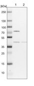 Anti-COPS4 antibody produced in rabbit Prestige Antibodies® Powered by Atlas Antibodies, affinity isolated antibody, buffered aqueous glycerol solution