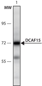 抗 DCAF15 (567-580) 兔抗 IgG fraction of antiserum