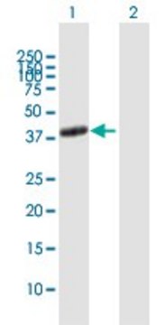 Anti-ADORA2A antibody produced in mouse purified immunoglobulin, buffered aqueous solution