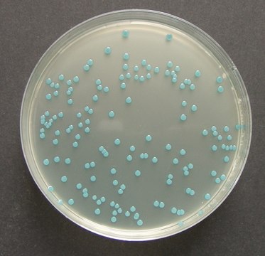 ChromoCult&#174; Listeria agar (base) acc. OTTAVIANI and AGOSTI ISO 11290, For the isolation and differentiation of Listeria monocytogenes and other Listeria sp.