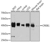 Anti-CREB1 antibody produced in rabbit