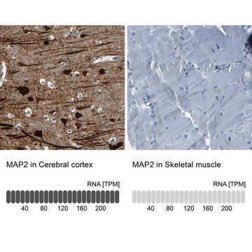 抗 MAP2 兔抗 Prestige Antibodies&#174; Powered by Atlas Antibodies, affinity isolated antibody, buffered aqueous glycerol solution