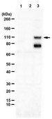 Anti-APP Antibody, AEP-cleaved (585N) serum, from rabbit