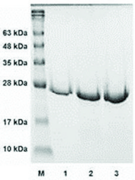 组织蛋白酶 K 活性 人 recombinant, expressed in E. coli, &#8805;90% (SDS-PAGE)