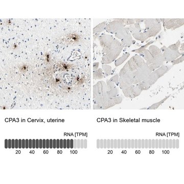 Anti-CPA3 antibody produced in rabbit Prestige Antibodies&#174; Powered by Atlas Antibodies, affinity isolated antibody, buffered aqueous glycerol solution