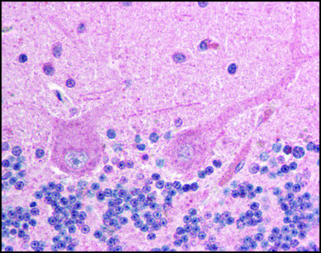 Anti-ING4 antibody produced in goat affinity isolated antibody, buffered aqueous solution