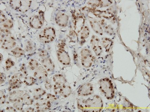 Monoclonal Anti-SMAD1 antibody produced in mouse clone 1D3, purified immunoglobulin, buffered aqueous solution