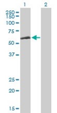 Anti-CCT8 antibody produced in mouse purified immunoglobulin, buffered aqueous solution