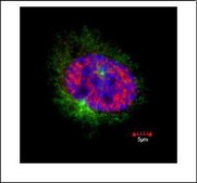 Monoclonal Anti-CENPF antibody produced in mouse