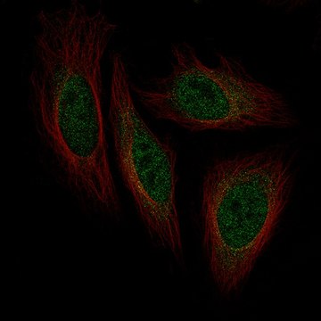 Monoclonal Anti-ISL1 antibody produced in mouse Prestige Antibodies&#174; Powered by Atlas Antibodies, clone CL11651, purified immunoglobulin, buffered aqueous glycerol solution