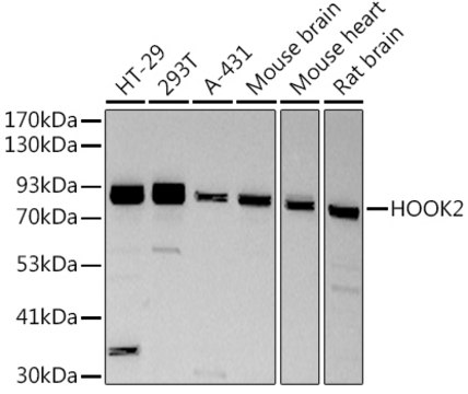 Anti-HOOK2 Antibody, clone 8C9Q8, Rabbit Monoclonal