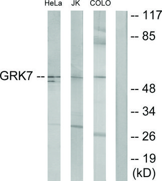 Anti-GRK7 antibody produced in rabbit affinity isolated antibody