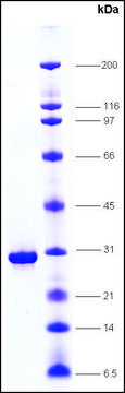 HMG1，天然来源：小牛胸腺 &#8805;85% (SDS-PAGE)