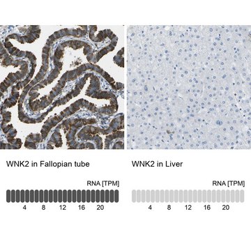 Anti-WNK2 antibody produced in rabbit Prestige Antibodies&#174; Powered by Atlas Antibodies, affinity isolated antibody, buffered aqueous glycerol solution