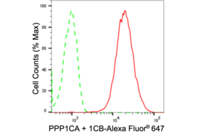 Anti PPP1CA + 1CB Antibody, clone 24GB1385, Rabbit Monoclonal clone 24GB1385, recombinant rabbit monoclonal, expressed in HEK293 cells