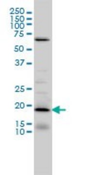 Monoclonal Anti-D4S234E antibody produced in mouse clone 1C3, purified immunoglobulin, buffered aqueous solution