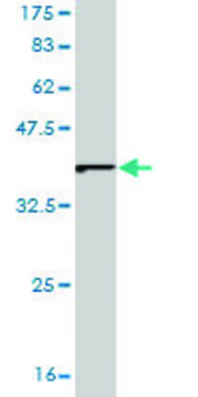 Monoclonal Anti-EIF2A antibody produced in mouse clone 3D5, purified immunoglobulin, buffered aqueous solution