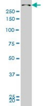 ANTI-SMG1 antibody produced in mouse clone 4E4, purified immunoglobulin, buffered aqueous solution