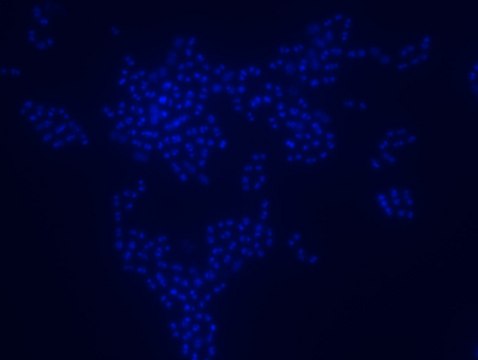 Enterococcus faecium FISH probe - Cy3 Probe for fluorescence in situ hybridization (FISH), 20&#181;M in water