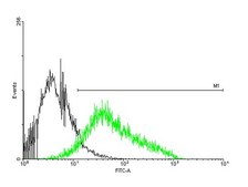 Anti-P2RX4 antibody produced in mouse purified immunoglobulin, buffered aqueous solution