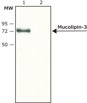 Anti-Mucolipin-3 (N-terminal) antibody produced in rabbit ~1.5&#160;mg/mL, affinity isolated antibody, buffered aqueous solution