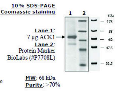 ACK1 Active human recombinant, expressed in baculovirus infected insect cells, &#8805;70% (SDS-PAGE)